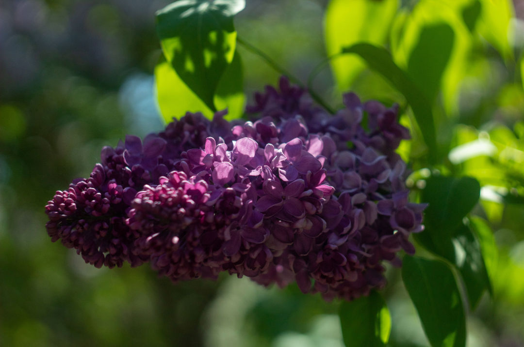 Dark Purple Lilac