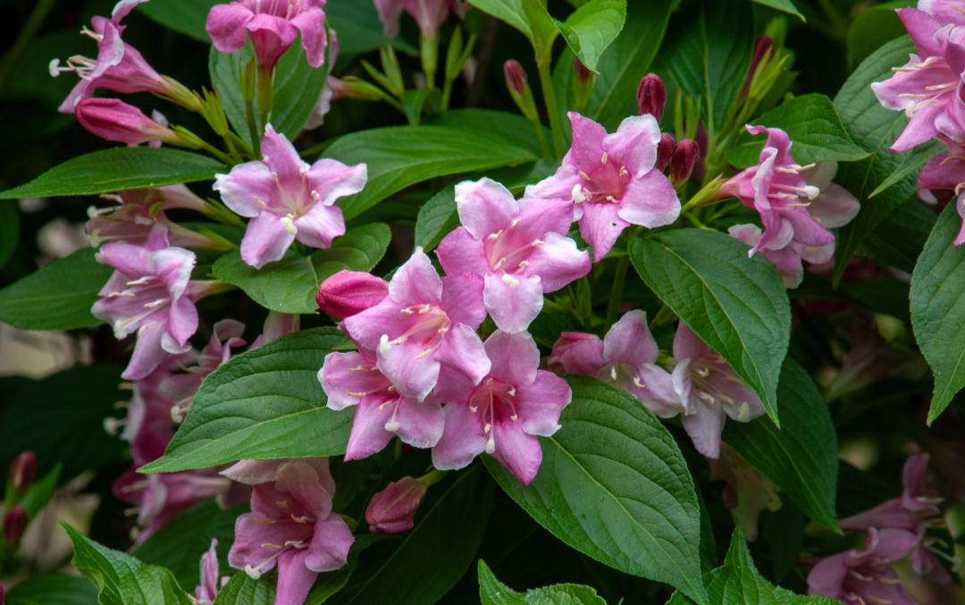Pink Weigela