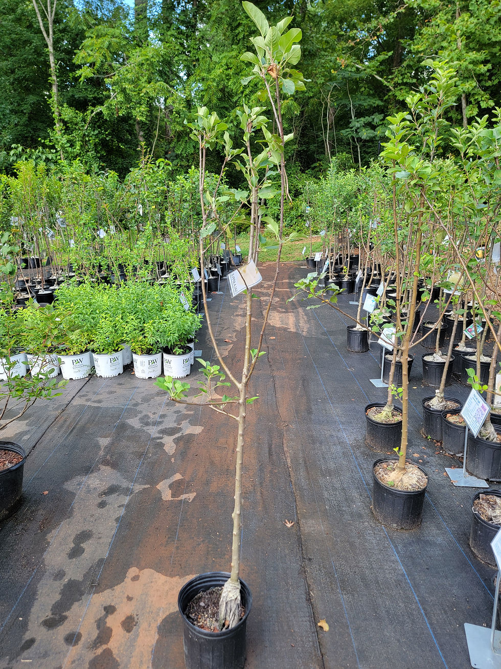 Thumbnail: Gala Apple Tree