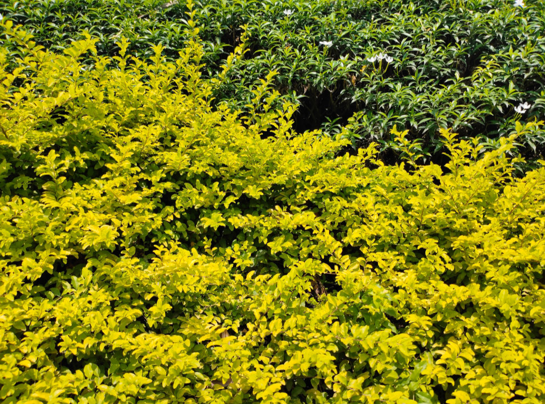 Golden Vicary Privet