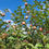 Thumbnail: Pink Lady Apple Tree