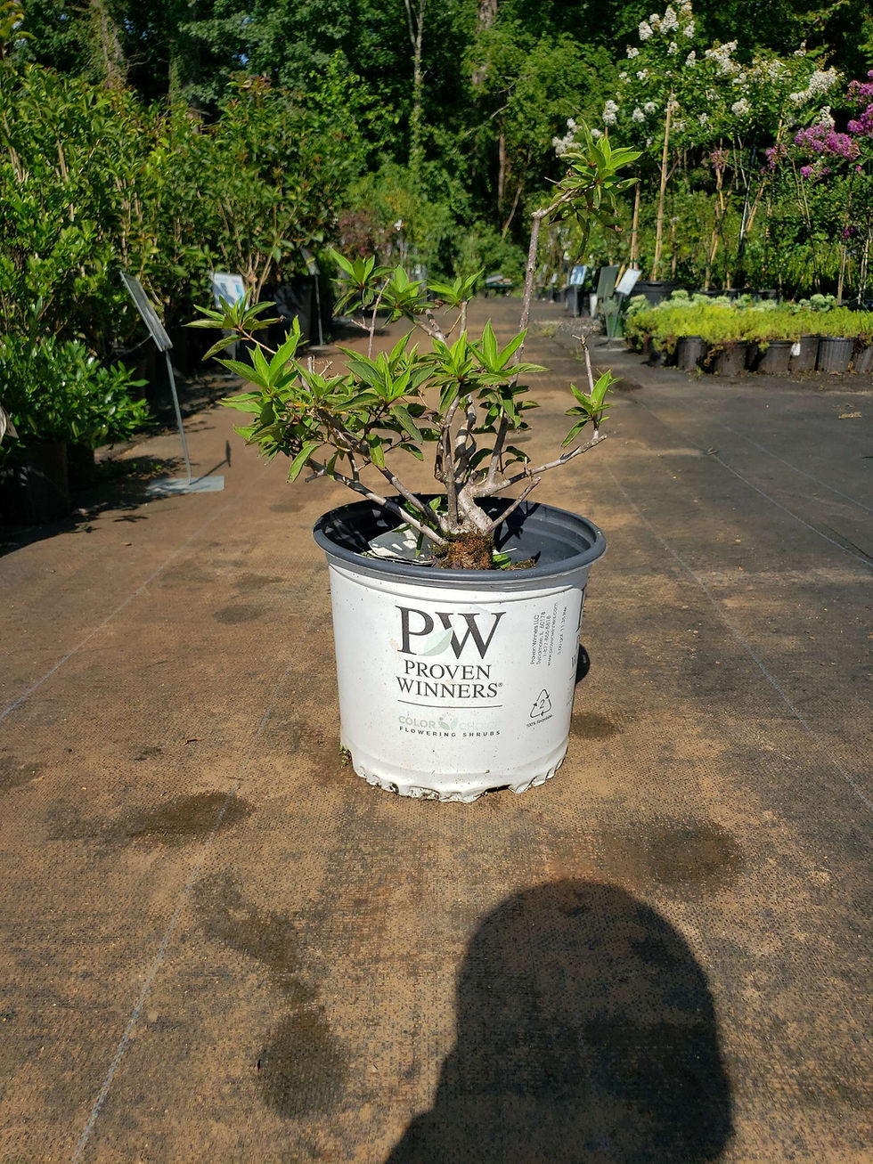 Zinfin Doll® Hydrangea