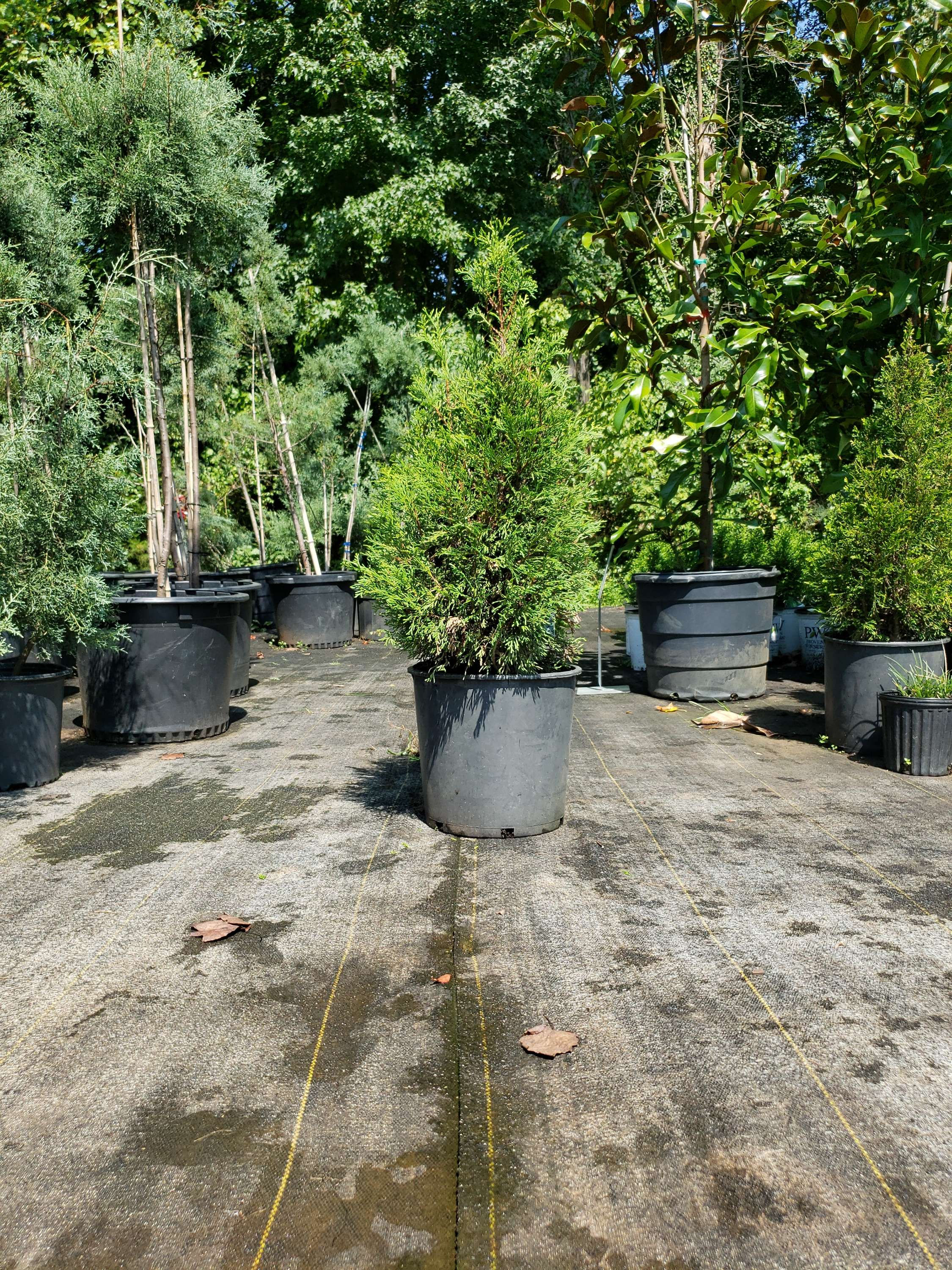 Slender Giant Arborvitae