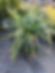 Monkey Grass Liriope