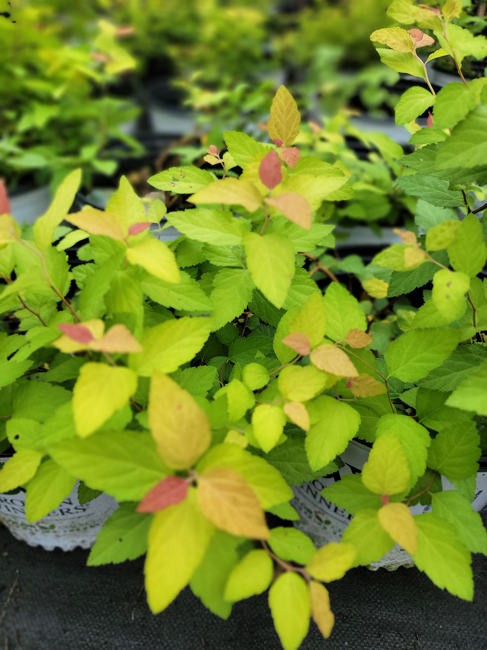 Thumbnail: Candy Corn Spirea