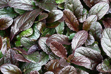 Thumbnail: Ajuga Chocolate Chip
