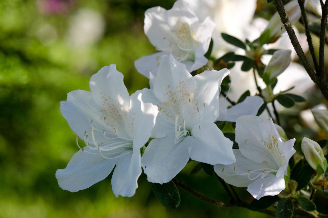 Autumn Lily Encore Azalea