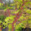 Thumbnail: Coral Bark Japanese Maple