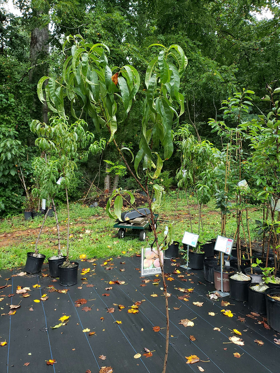 Thumbnail: Red Haven Peach Tree