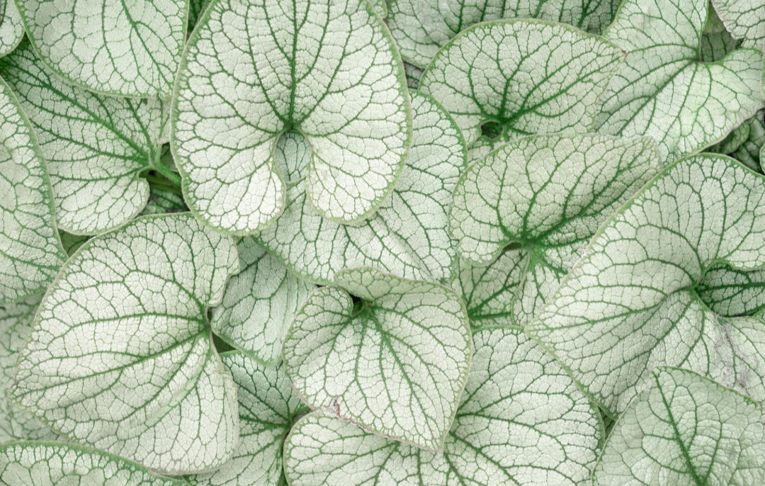Brunnera Macrophylla 'Silver Heart'