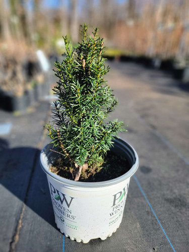 thuja martin erfahrungen Riesenlebensbaum 'Martin' | kaufen