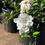 Thumbnail: Radican Gardenia