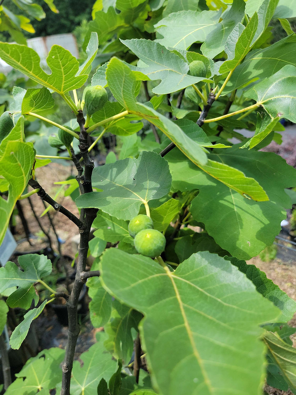 Thumbnail: Black Mission Fig Bush