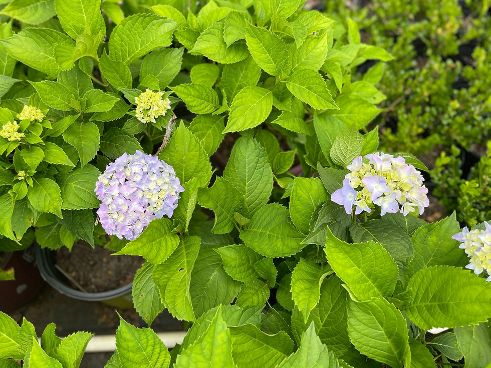 Thumbnail: Nikko Blue Hydrangea 