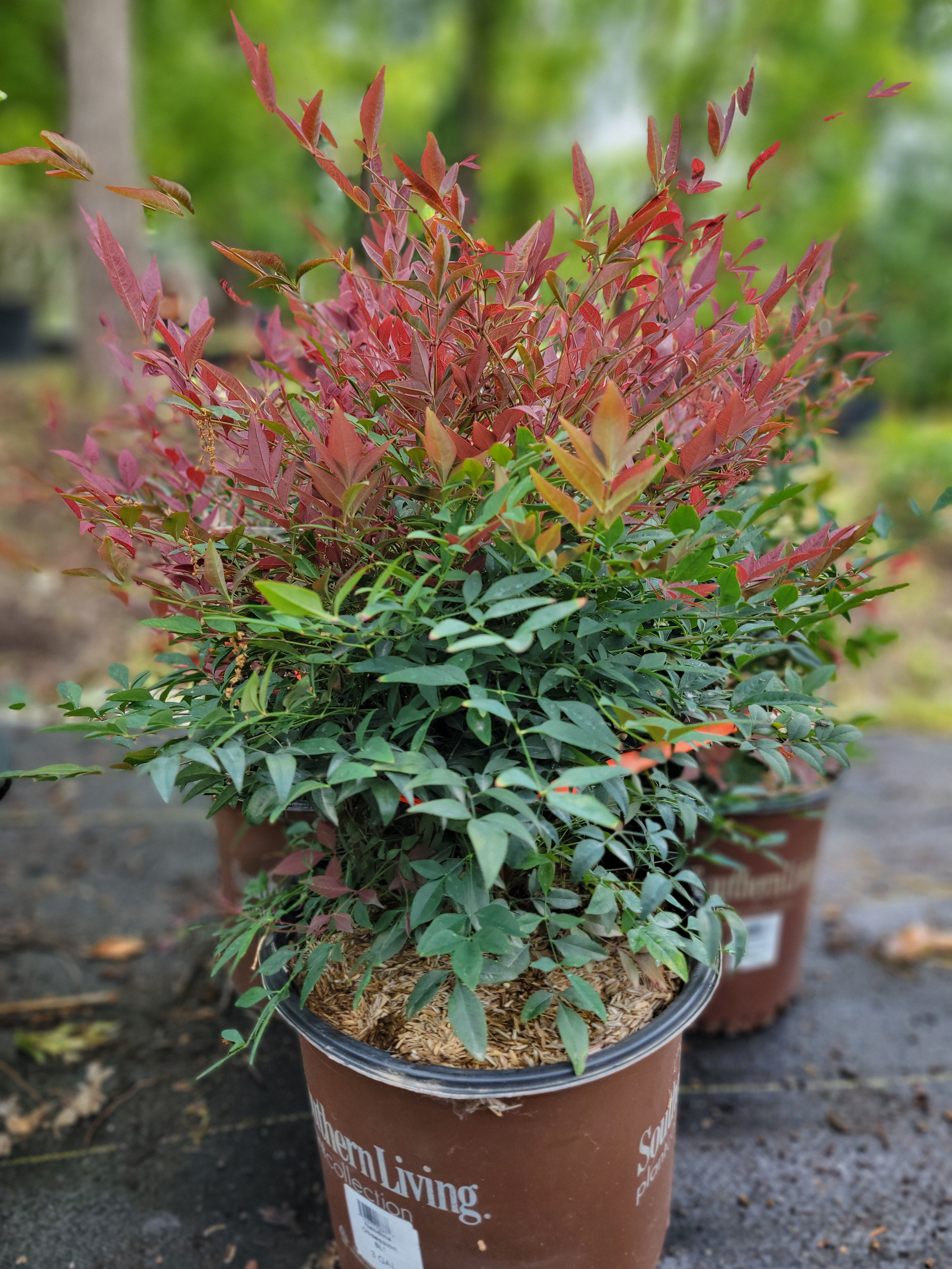 Nandina Gulf Stream
