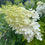 Thumbnail: Limelight Hydrangea