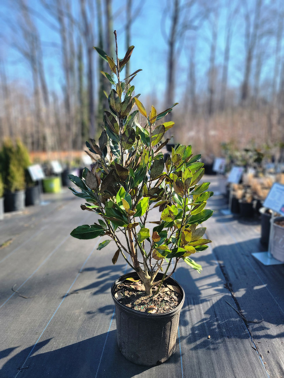 Thumbnail: Little Gem Magnolia 