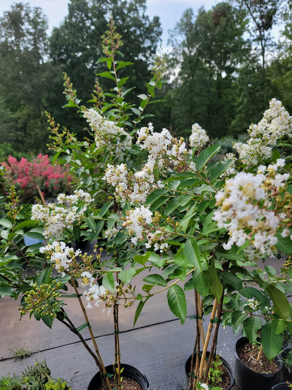 Thumbnail: White Natchez Crepe Myrtle Tree 