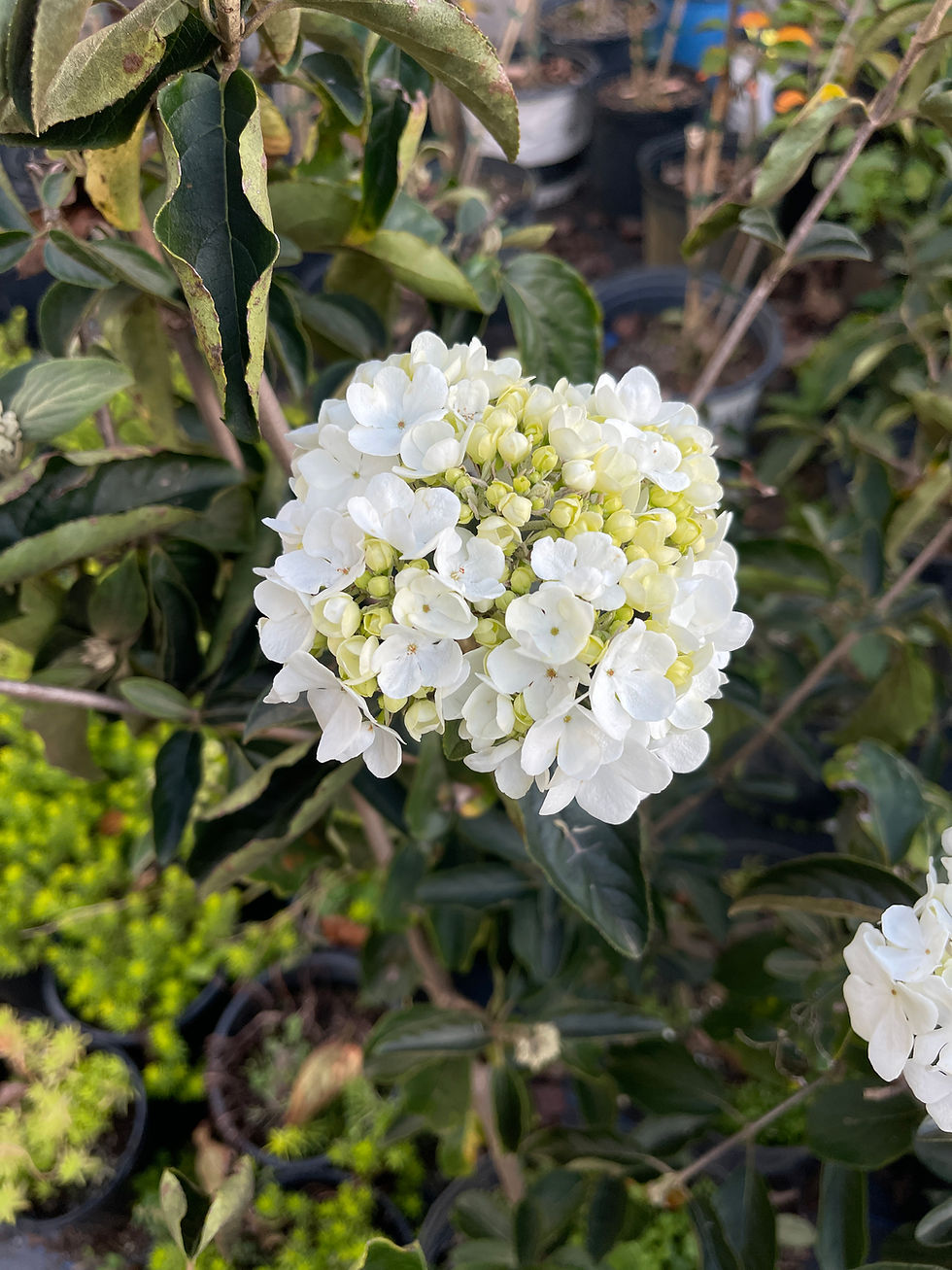Thumbnail: Snowball Viburnum 