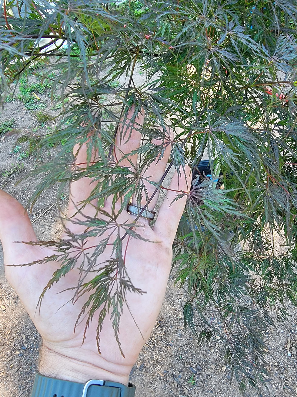 Thumbnail: Crimson Queen Japanese Maple