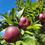 Thumbnail: Arkansas Black Apple Tree