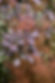 Royal Purple Smoketree