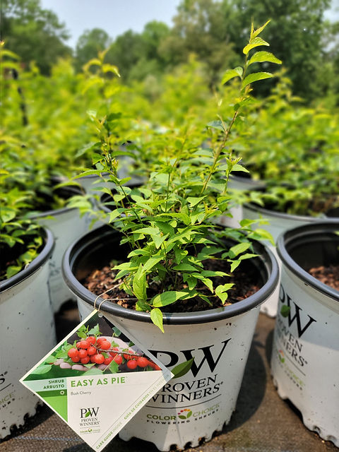 Easy as Pie Cherry Bush | Paragon Farms Plant Nursery