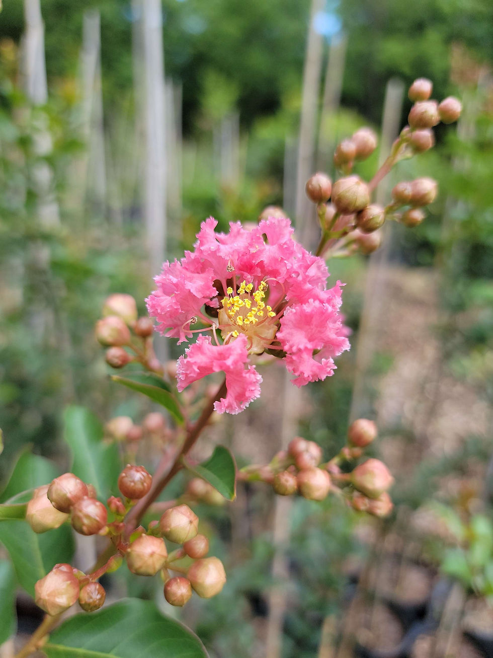 Thumbnail: Tuscarora ‘Pink’ Crepe Myrtle