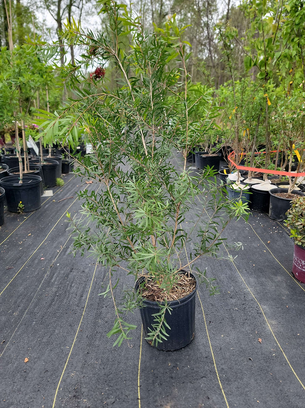 Thumbnail: Bottle Brush