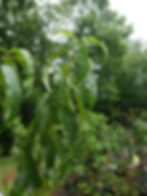 Thumbnail: Red Haven Peach Tree