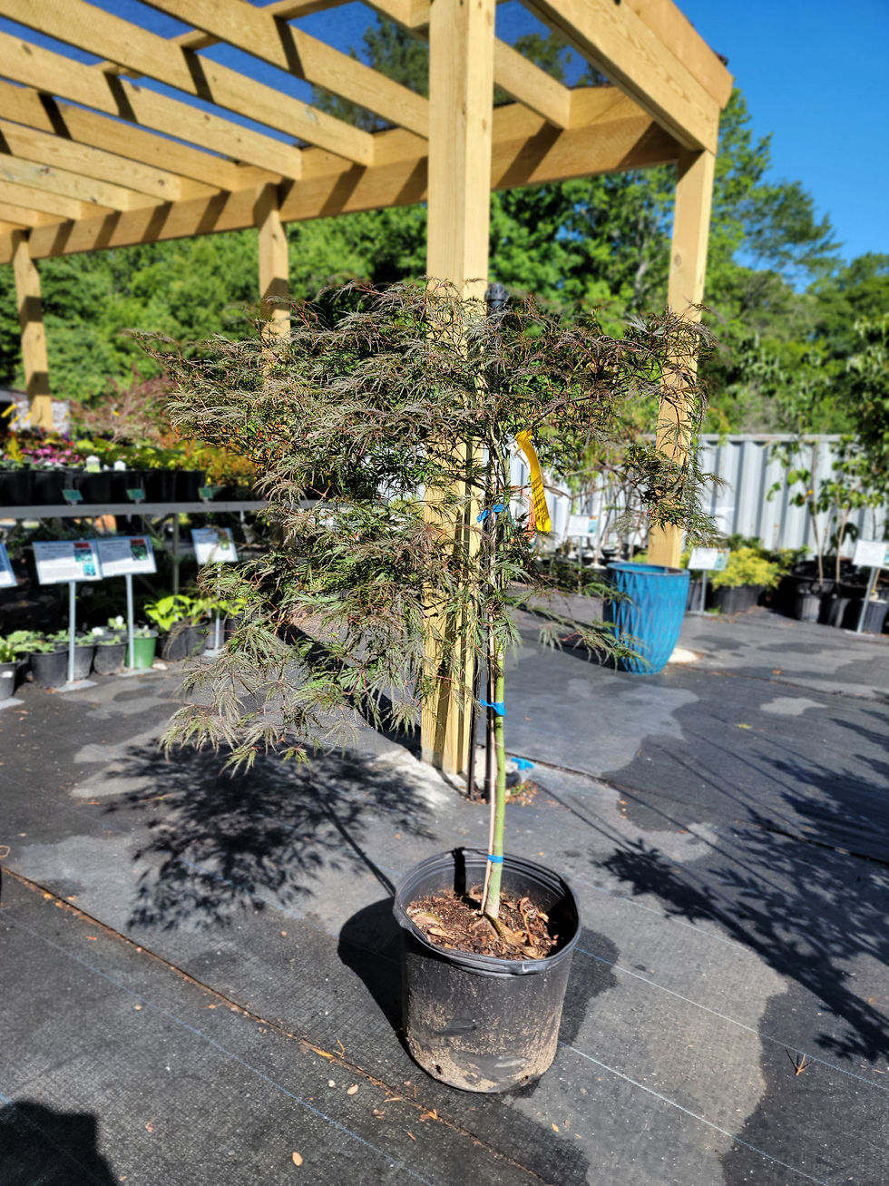 Thumbnail: Crimson Queen Japanese Maple