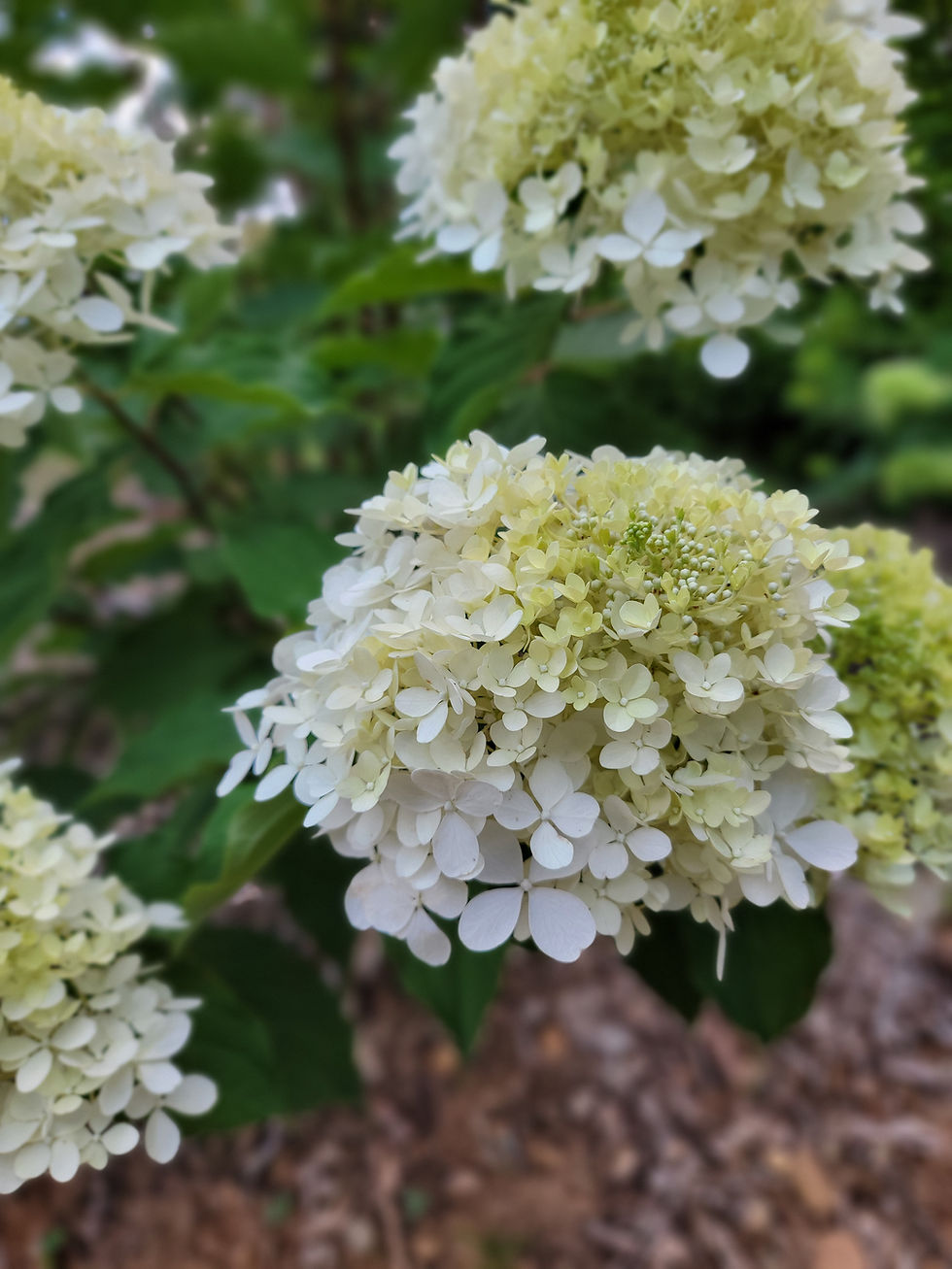 Thumbnail: Silver Dollar Hydrangea