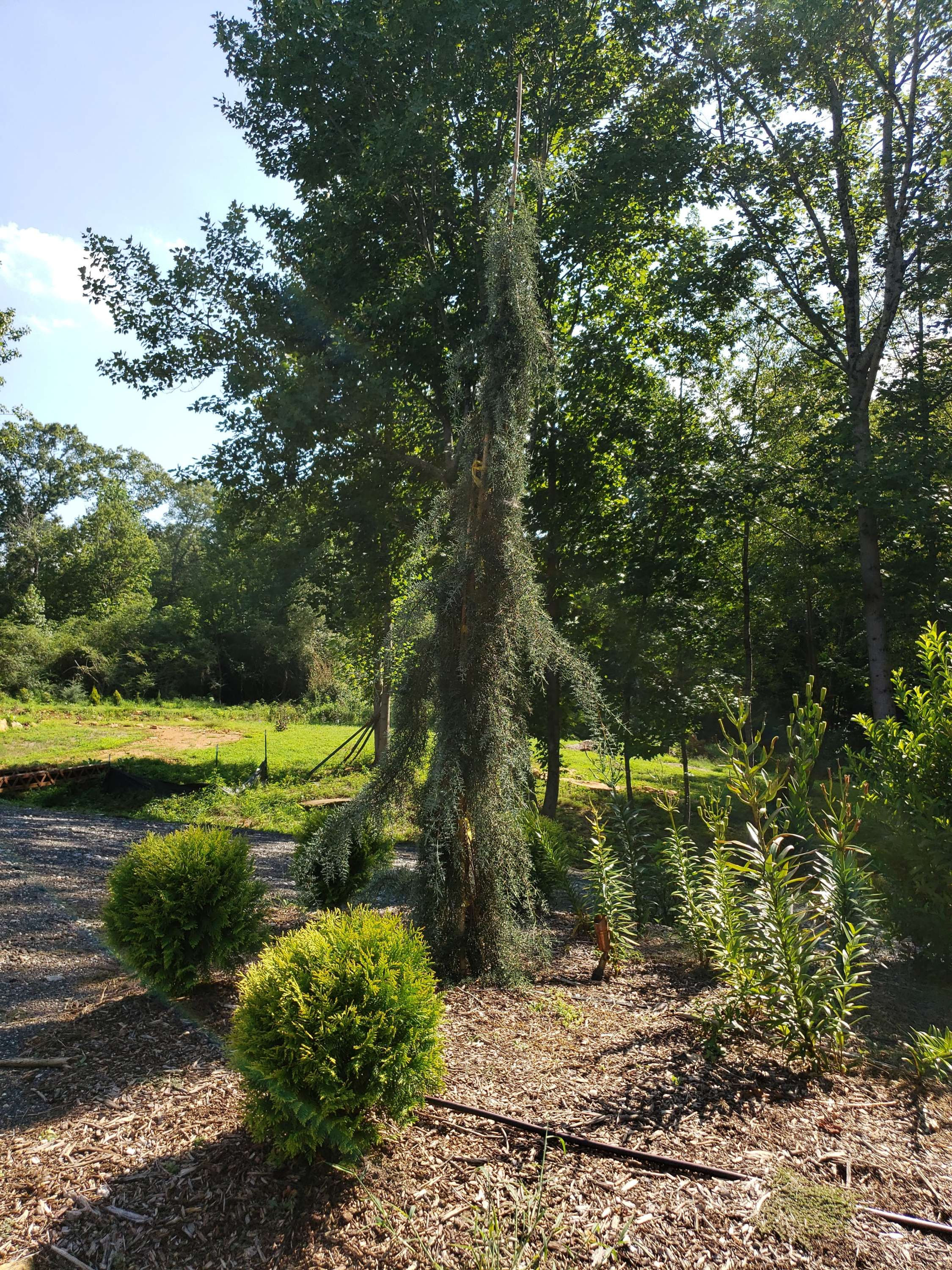 Raywood Weeping Arizona Cypress