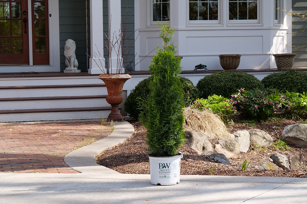 Thumbnail: North Pole® Arborvitae