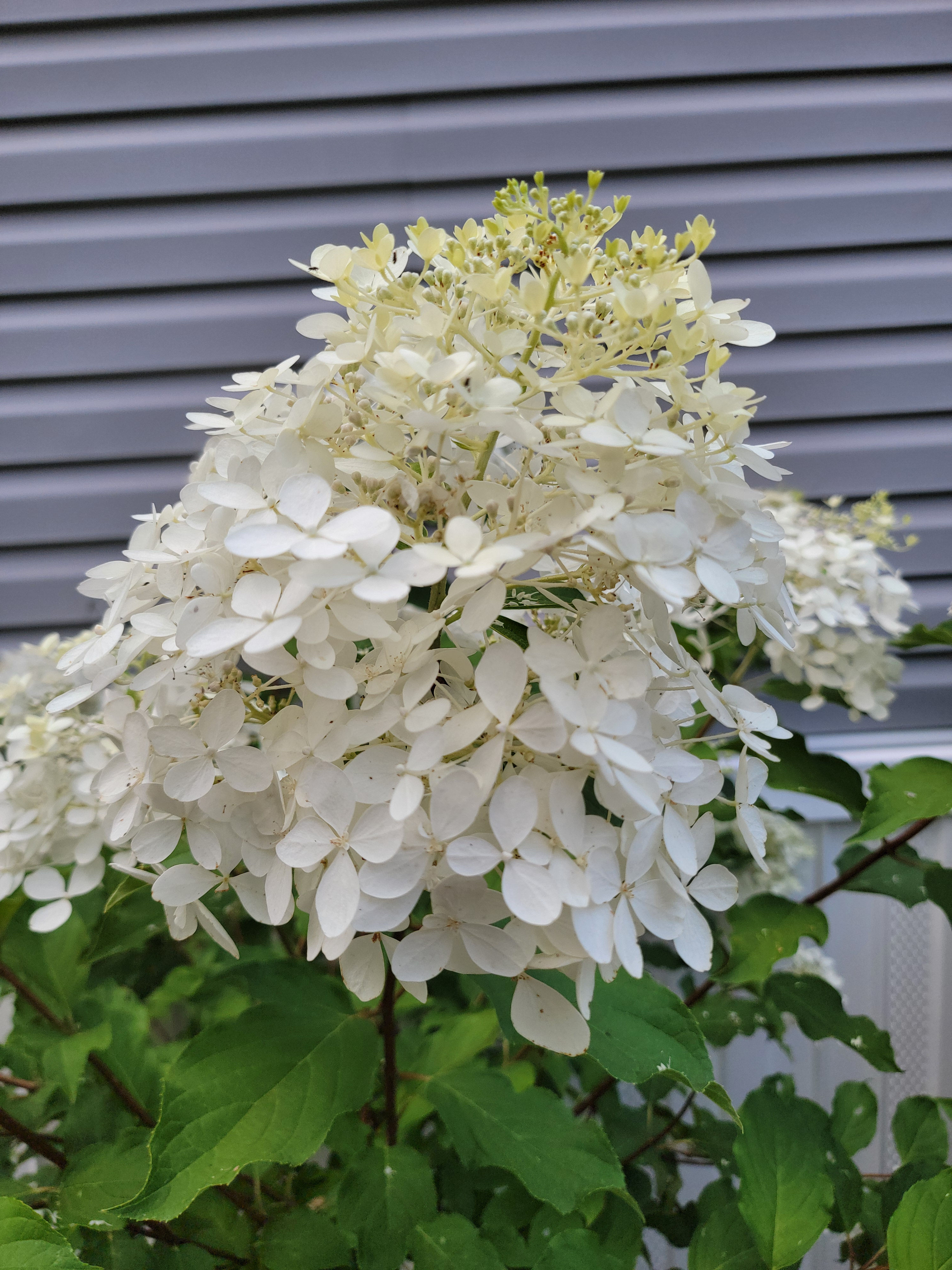 Phantom Hydrangea