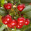 Thumbnail: North Star Cherry Tree 