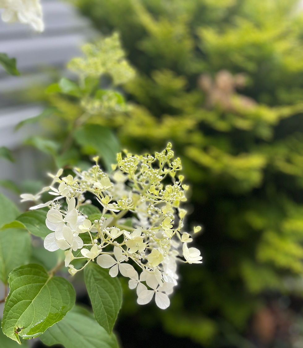 Thumbnail: Phantom Hydrangea Tree Form