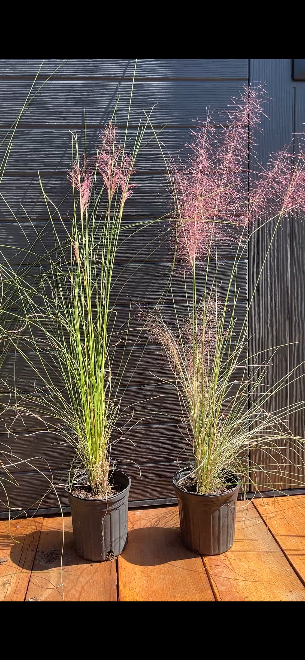 Thumbnail: Pink Muhly Grass 