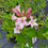 Thumbnail: Pink Weigela