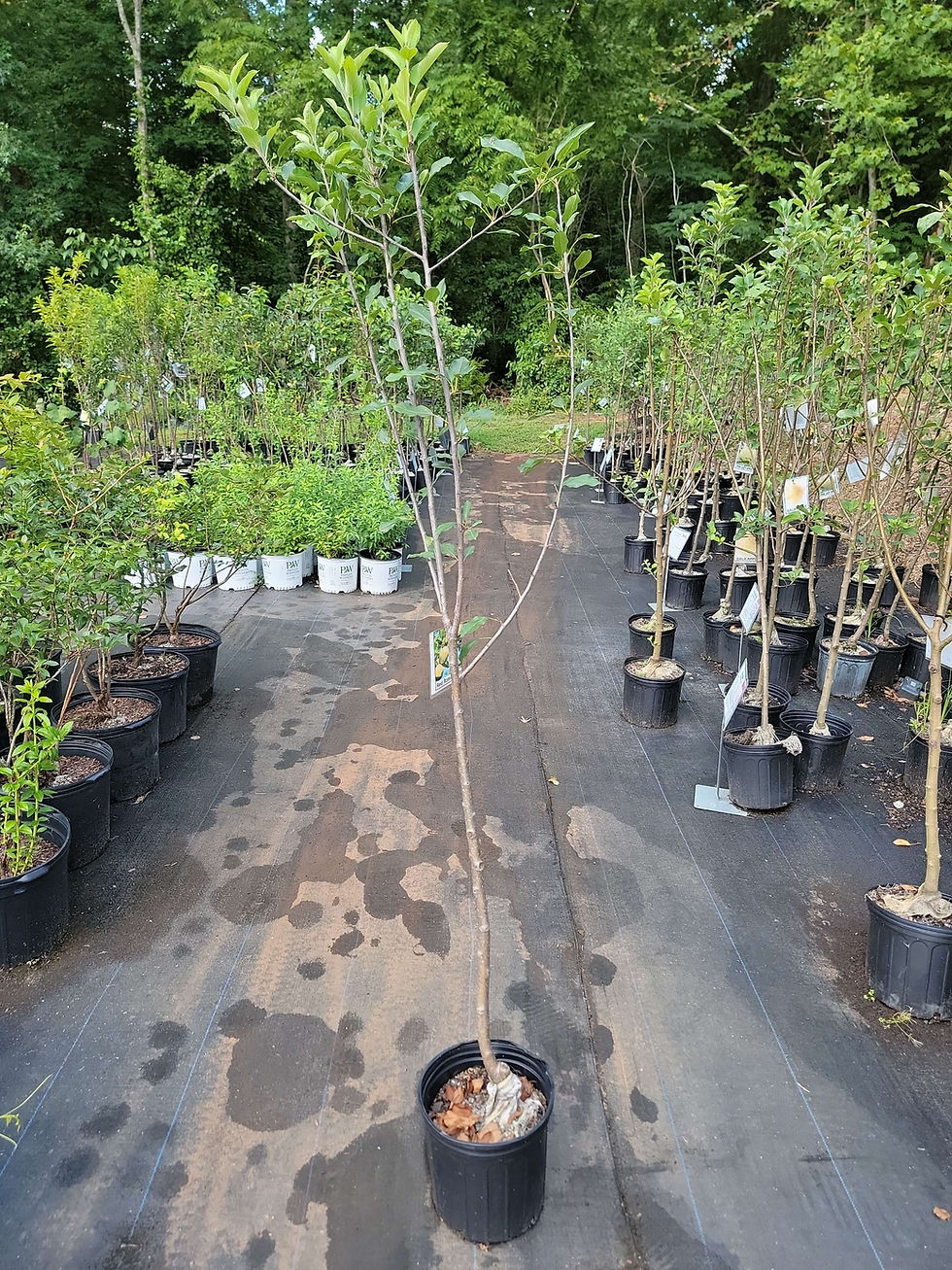 Thumbnail: Red Rome Apple Tree