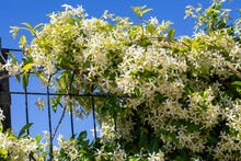 Thumbnail: Confederate Jasmine