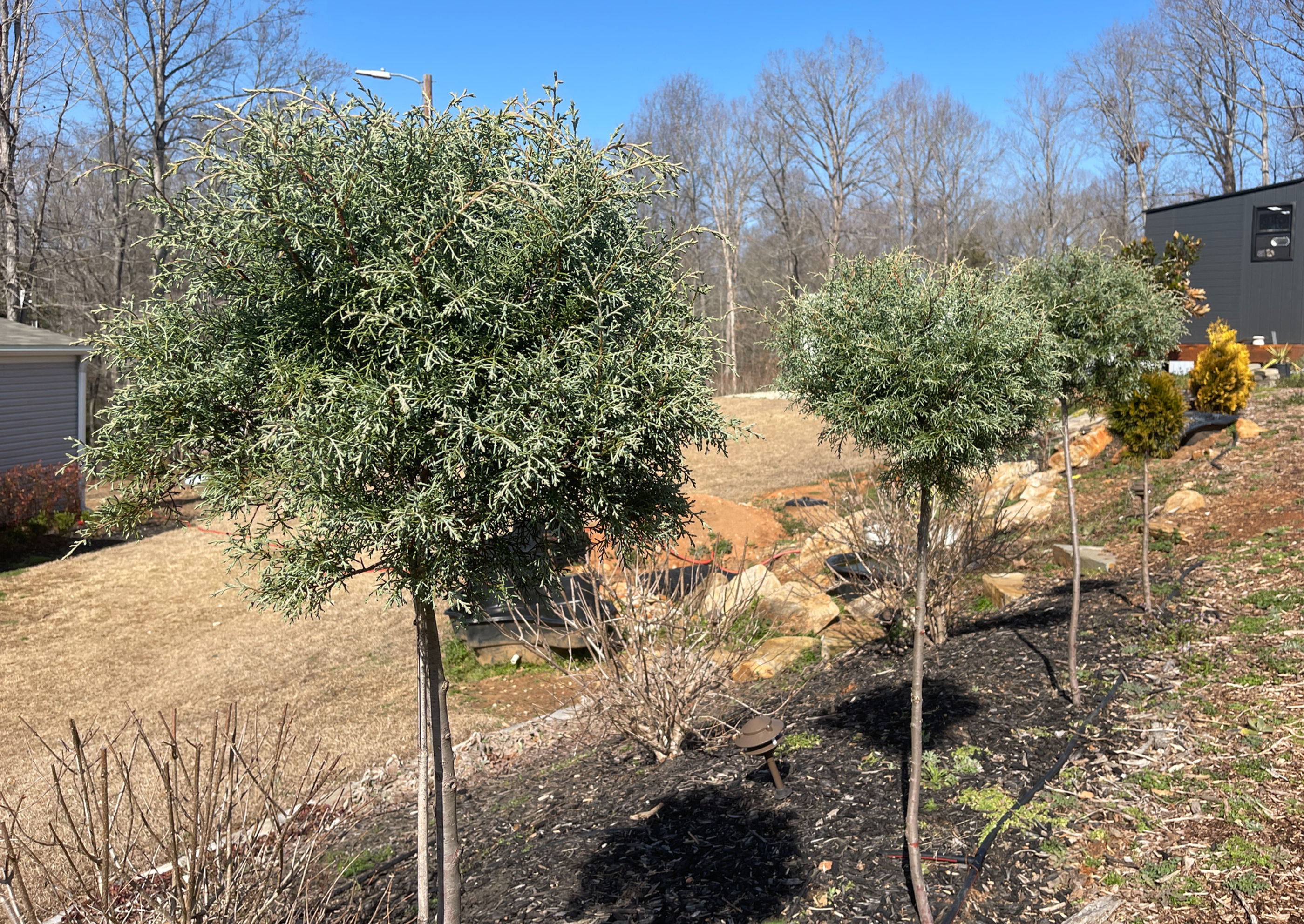 Carolina Sapphire Topiary Ball