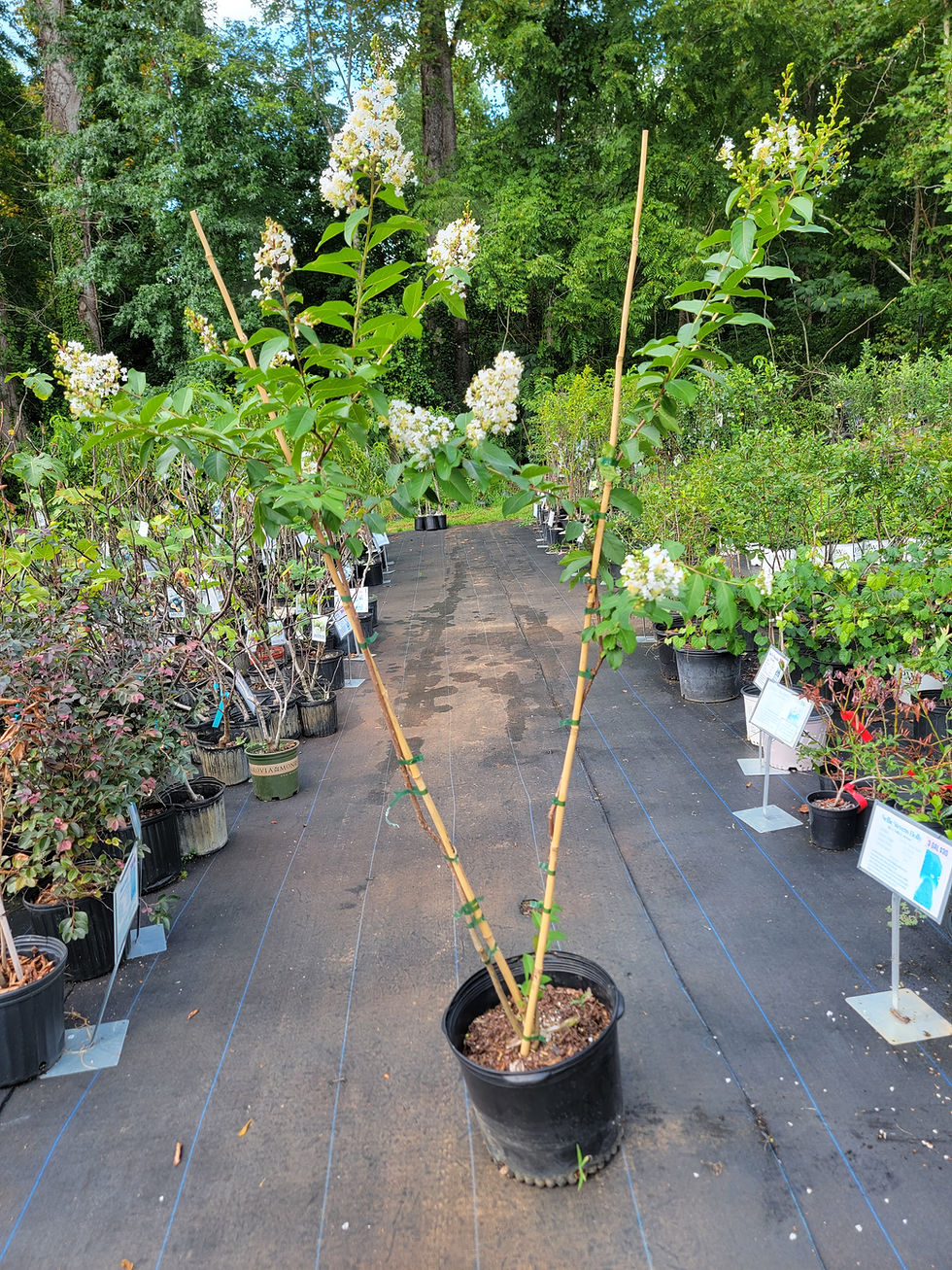 Thumbnail: White Natchez Crepe Myrtle Tree 