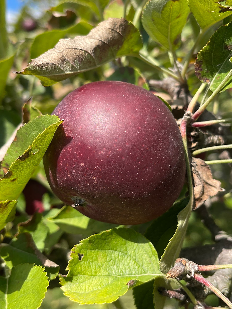 Thumbnail: Arkansas Black Apple Tree