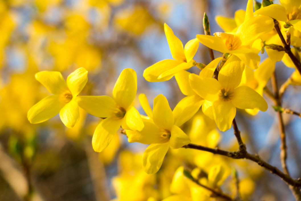 Forsythia 
