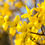 Thumbnail: Forsythia 