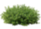 Thumbnail: Creeping Thyme