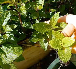 Screen Shot 2023-05-17 at 10.36.45 AM.png