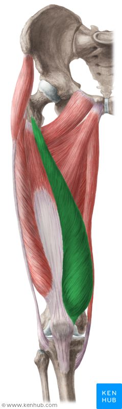 vastus medialis and medial knee pain