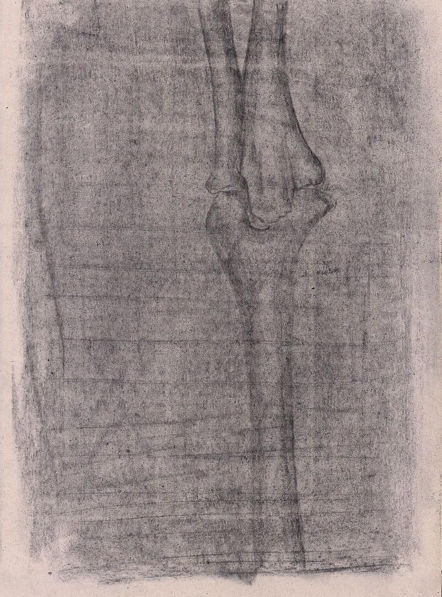 Estudos anatômicos, 2011.